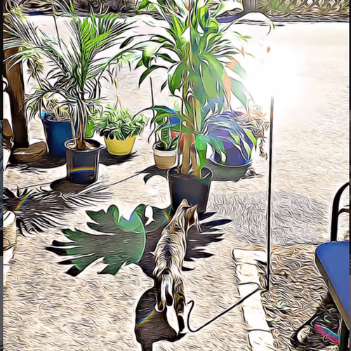 Mazola_sam Collection