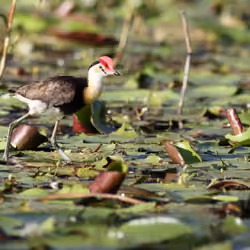 Comb-crested Jacana