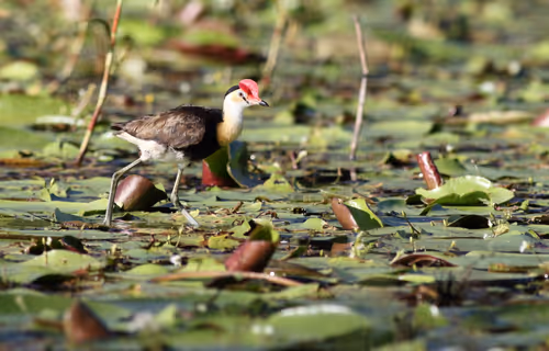 Item #38679742034539595231050778277230577149943789844640085041494942479286372663297 Media