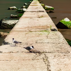 split