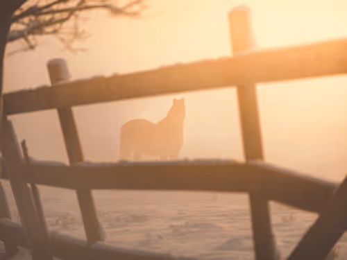 Seasonal Collection Airdops