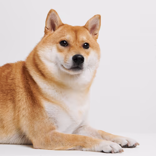 Cold_Soap Collection