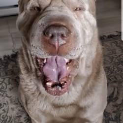Aapo Dog