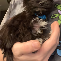 BIG BUBBA BARTHOLOMEW 
