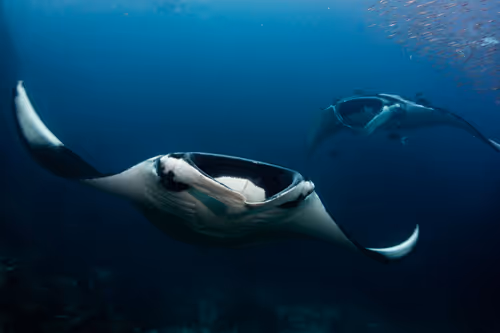 Item #109490832129019688530510015622516671857324775840030093758317008345885396959233 Media