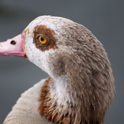 Egyptian Goose