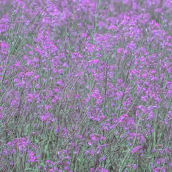 [Actuality] #1 Purple Flower