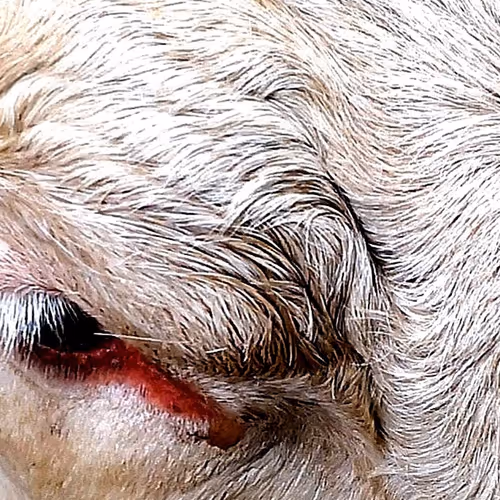 Animality