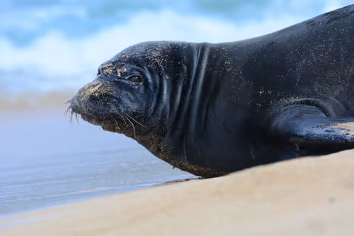 Item #82668664347853387025205030792162106913974488761724448252059371125783935320065 Media