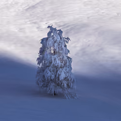 Deep Snow #1