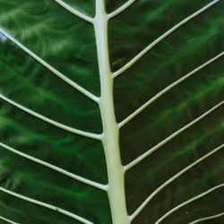 Leaf of Life