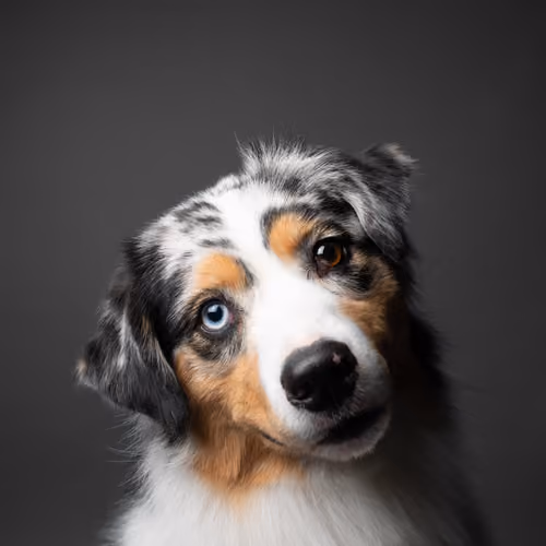 Australian Shepherd #225