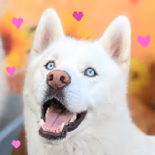 Item #17635803375648012338610213380030160191715370757553255260744606406310717554689 Media