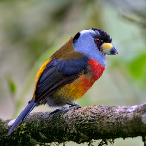 Item #76723362783280478533997952640177478162370392864243199552253501694215725252609 Media