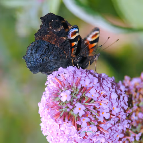 Item #43207901931937523229026562993049456947938366137062832064513938576876272353281 Media