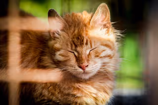 Gatawws