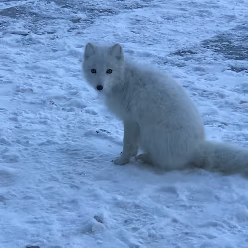Doge Imposter