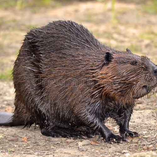 The WWF Collection - Beaver