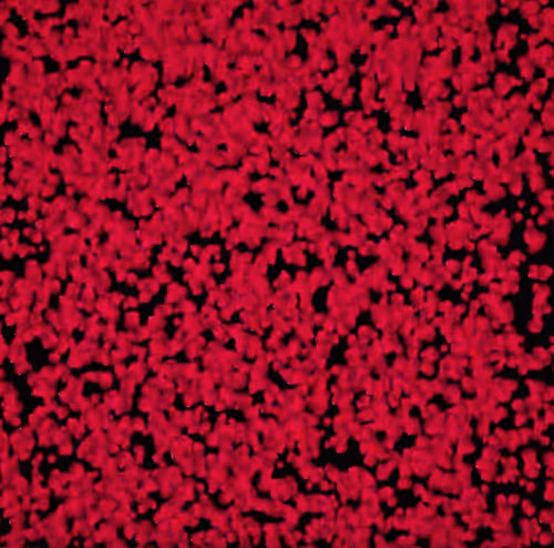 Item #10484220177787847593598212314025342284599195293512380793508438402623392972801 Media