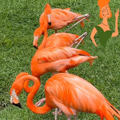 DuoFaci Derivatives & Honoraries