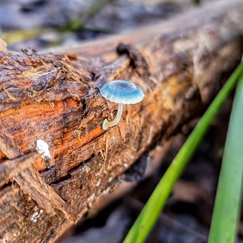 The Shrooms Of Tassie - 2