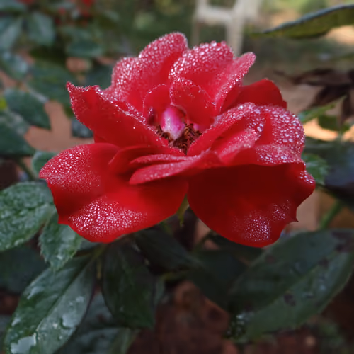 Morning Dew #1