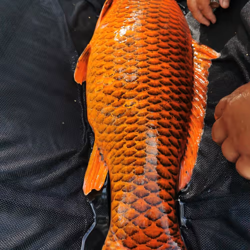 Maveric_Fishing#1