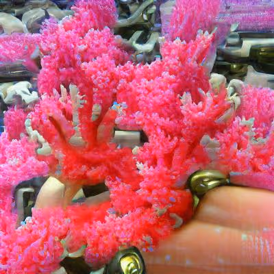 stumblingfool Collection - old