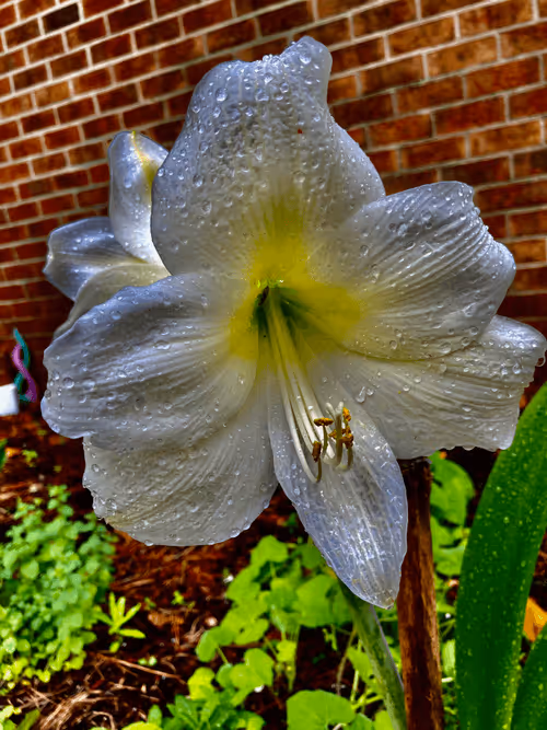 Item #40090172695085413256965535555586358742660933280315103792741764915252114227201 Media