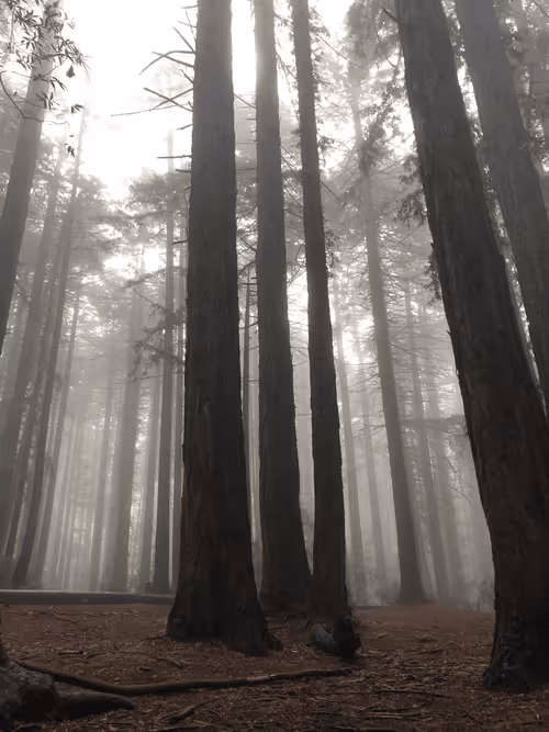 Item #31788909356613404137048829070137069187400346678612286943977180912548520656897 Media