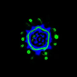 51929734946411346289540790635765095060363125039145709683616697140864543096833