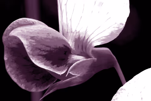 Item #75558847480834475589894544577286849716177740925840004778985263560055448403969 Media