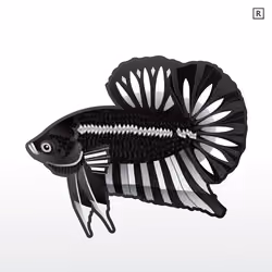 #023 Black white katana Galaxy betta.Rare class.