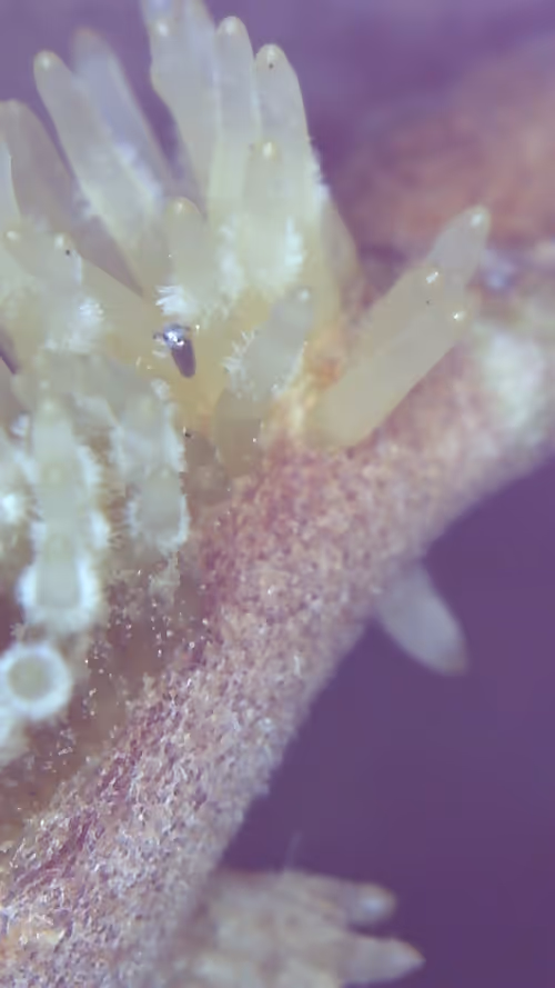 Item #26658692853047594662684063584859351739740990353533291936945253104286028529665 Media