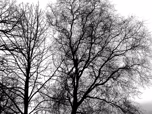 Item #13665938074563914331498291329920780757136253607588816979915017101290739073025 Media