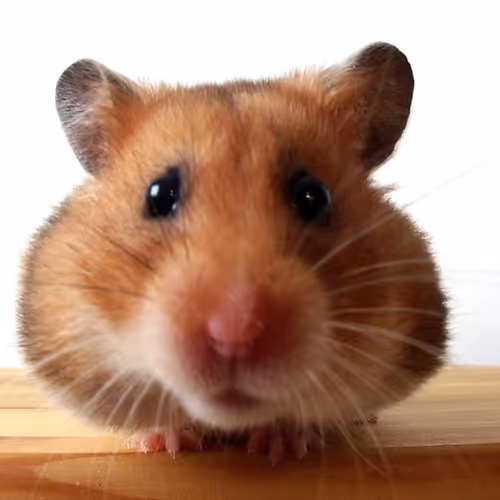 hammster
