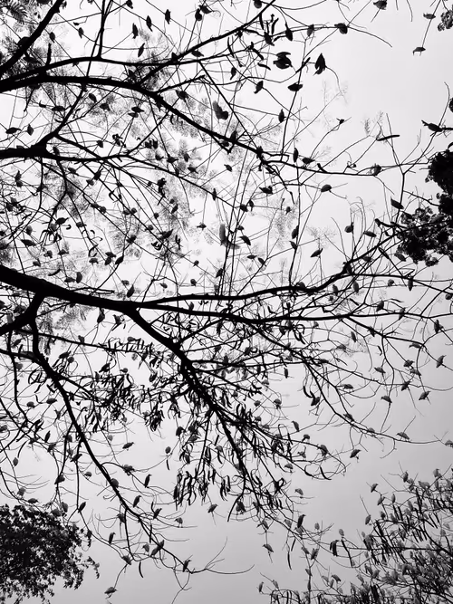 Item #86109783756313584205852517343469947488147622379281892580711212498889952198657 Media