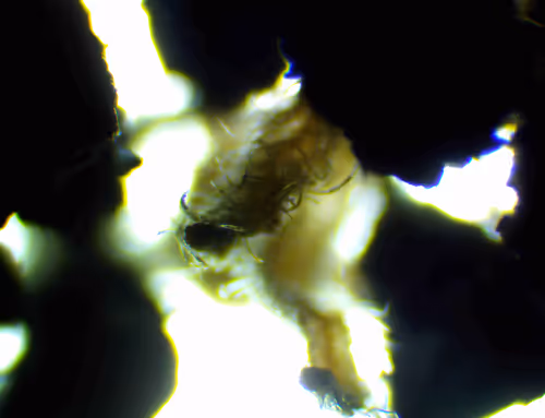 Item #71646257518770613568983710813551014237803002136866425209291833760212261535745 Media