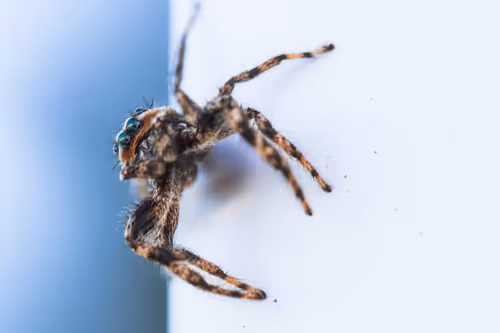 Item #105090597216655980557633683149084672751347825439893935605656298051806190108673 Media