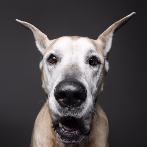 The Dog Assembly