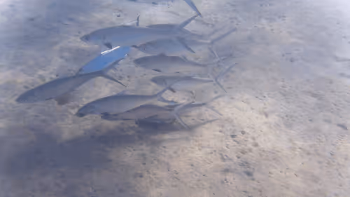 Item #32522392328516293709208538786472574869311995244495637720412795741008822272005 Media