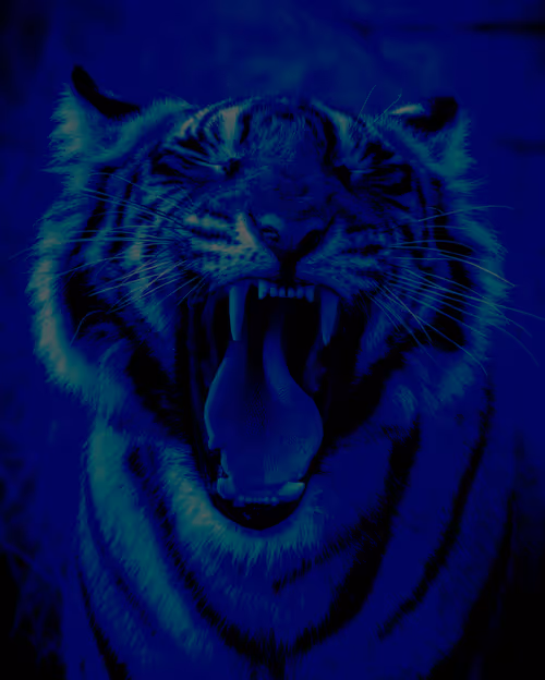 Item #88541498458743816499027982268492037551559605517639101307477093915929285230593 Media