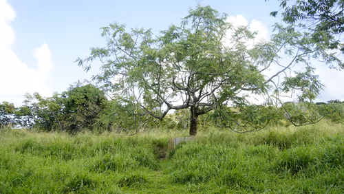 Item #111384347419130010131898734196272882001680551158239169533315207264689830494209 Media