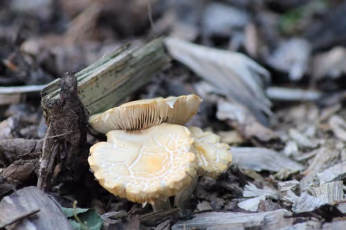 Item #51124555051901614330264480006545612592022390906904121289505624531622399311873 Media