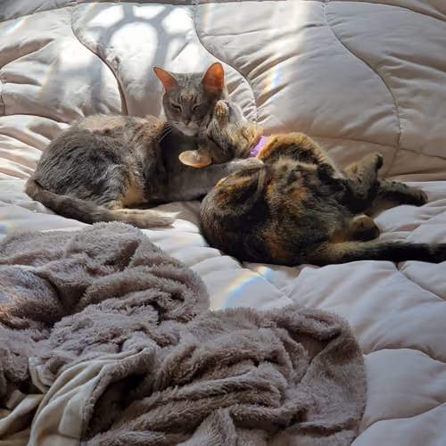 Sister kats