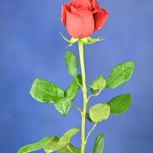 Red Rose.
