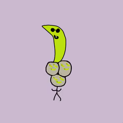 Banana dick head