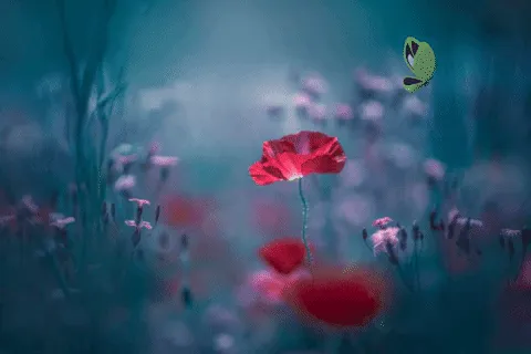 Item #70729836608453979500961524124175511851122340671922650182711656419719183859713 Media