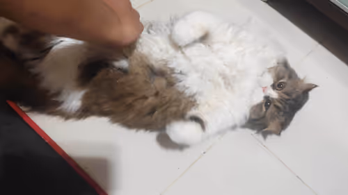 Item #16482375578833289568488989749257886304547696025994034486098700303457813790721 Media