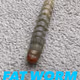 FAT WORM
